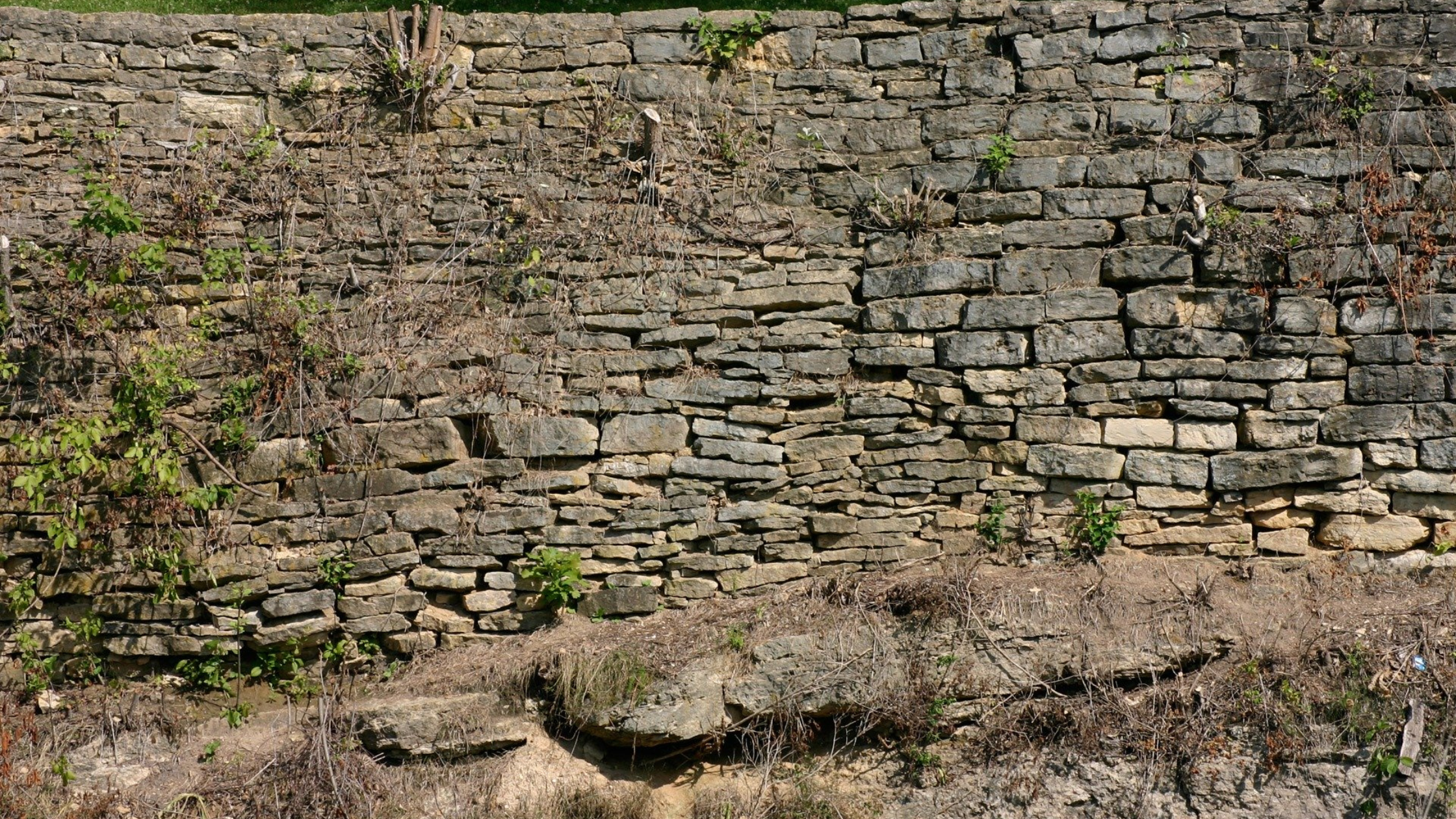 Image shows a rough stone wall with weeds growing in the cracks