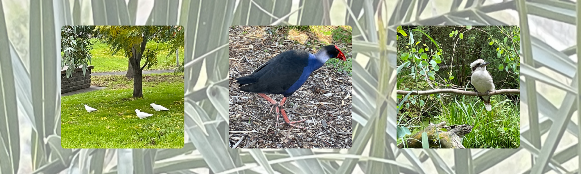 Image shows a collage of bird images (taken by author Trudy Rankin).  From left to right, 3 sulphur crested cockatoos on green lawn, 1 swamp hen on bark chips and a kookaburra sitting on a tree branch