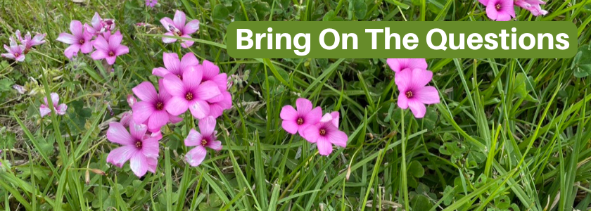 Image is a close up of pretty dark pink flowers in a grassy field.  Text says "bring on the questions". Photo by Trudy Rankin