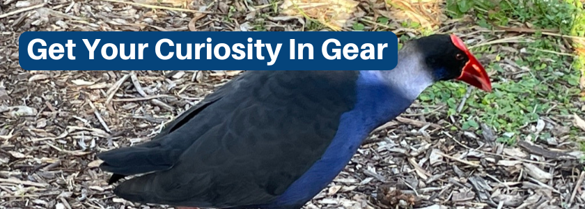 Photo by Trudy Rankin is of an Australian Swamp Hen, a wading bird with blue plumage shading to black and an orange-red beak and crest.  Text says "Get your curiosity in gear."