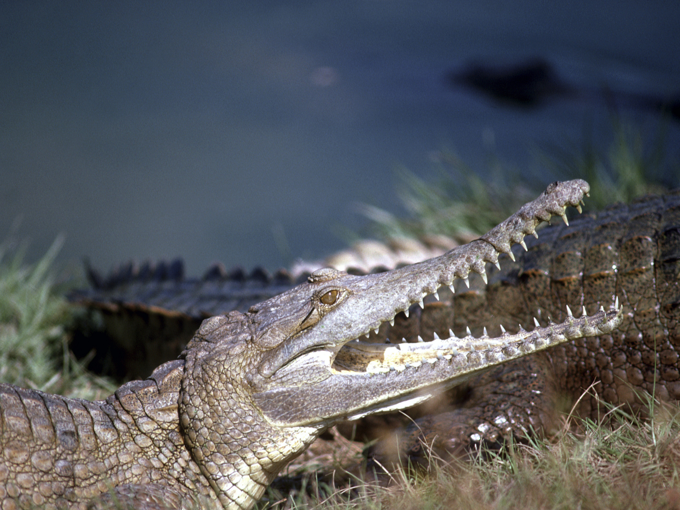 Image shows a freshwater crocodile with its mouth open displaying its sharp teeth.
