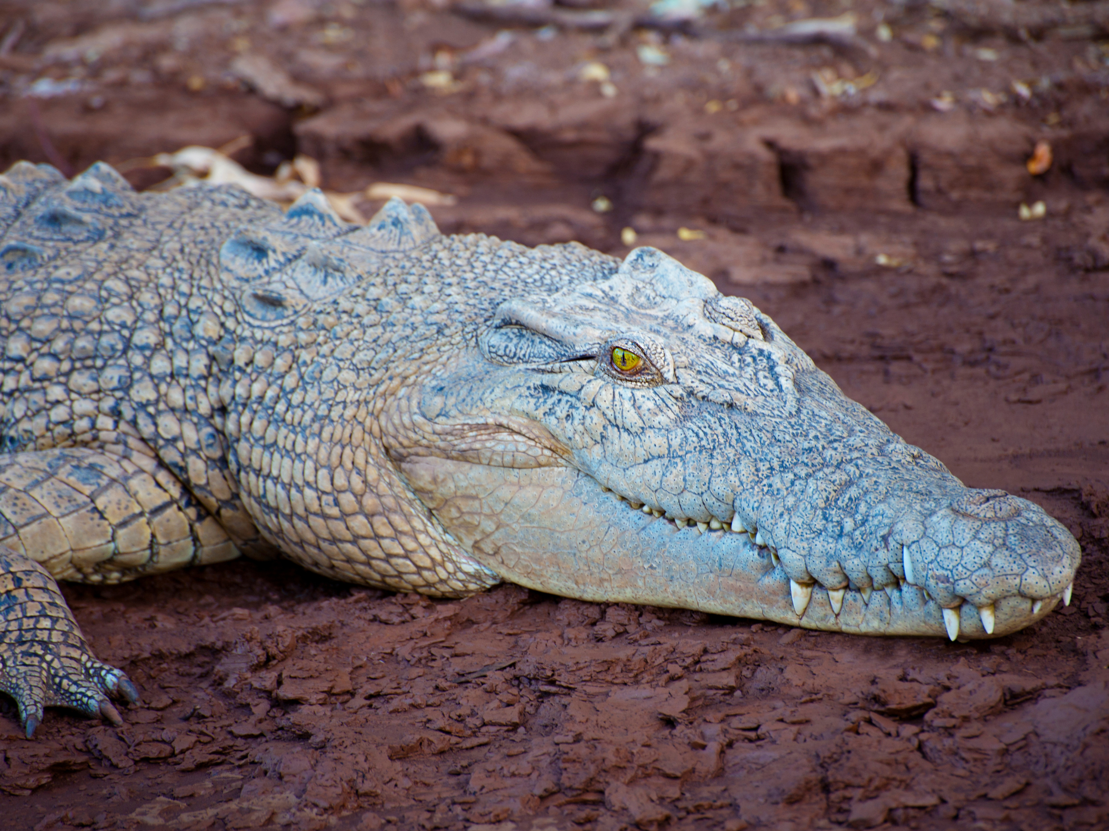 Image shows the head and foreleg of a saltwater crocodile with its mouth closed.