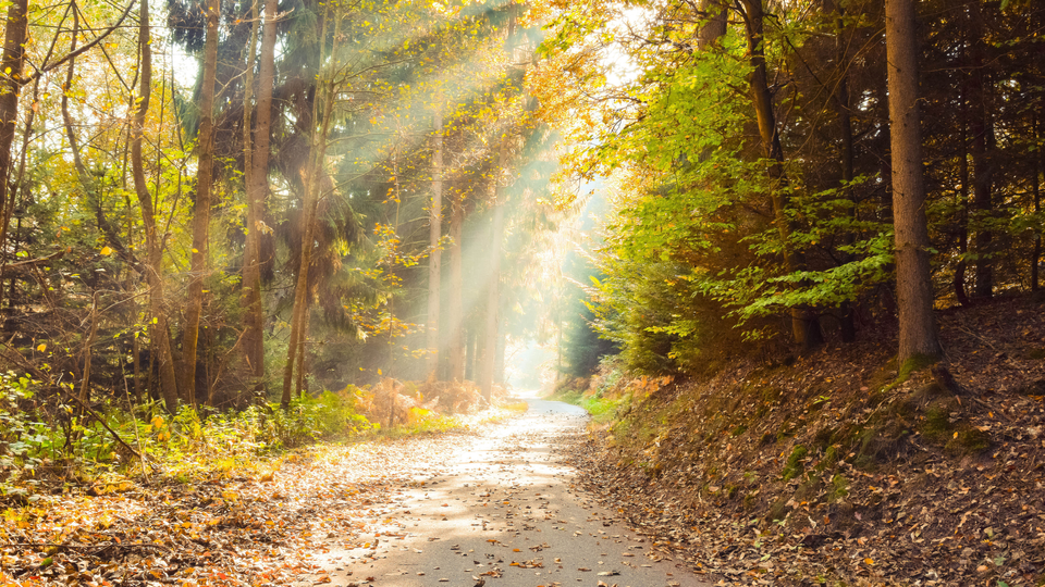 Sunlight is shining onto a leaf covered path that winds its way through a forest